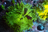 catalaphyllia
