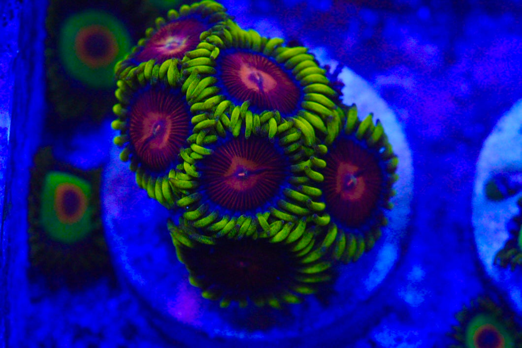 CC spitfire zoa