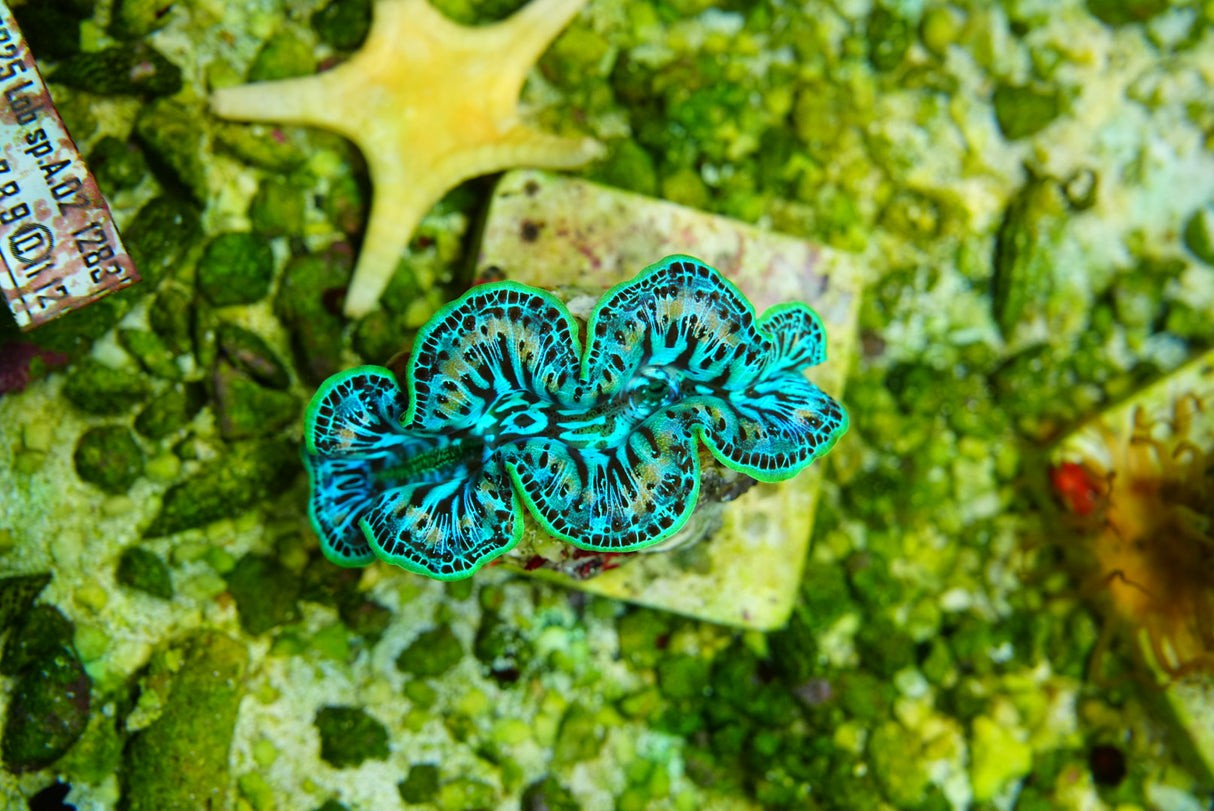 Maxima clam 3 inch