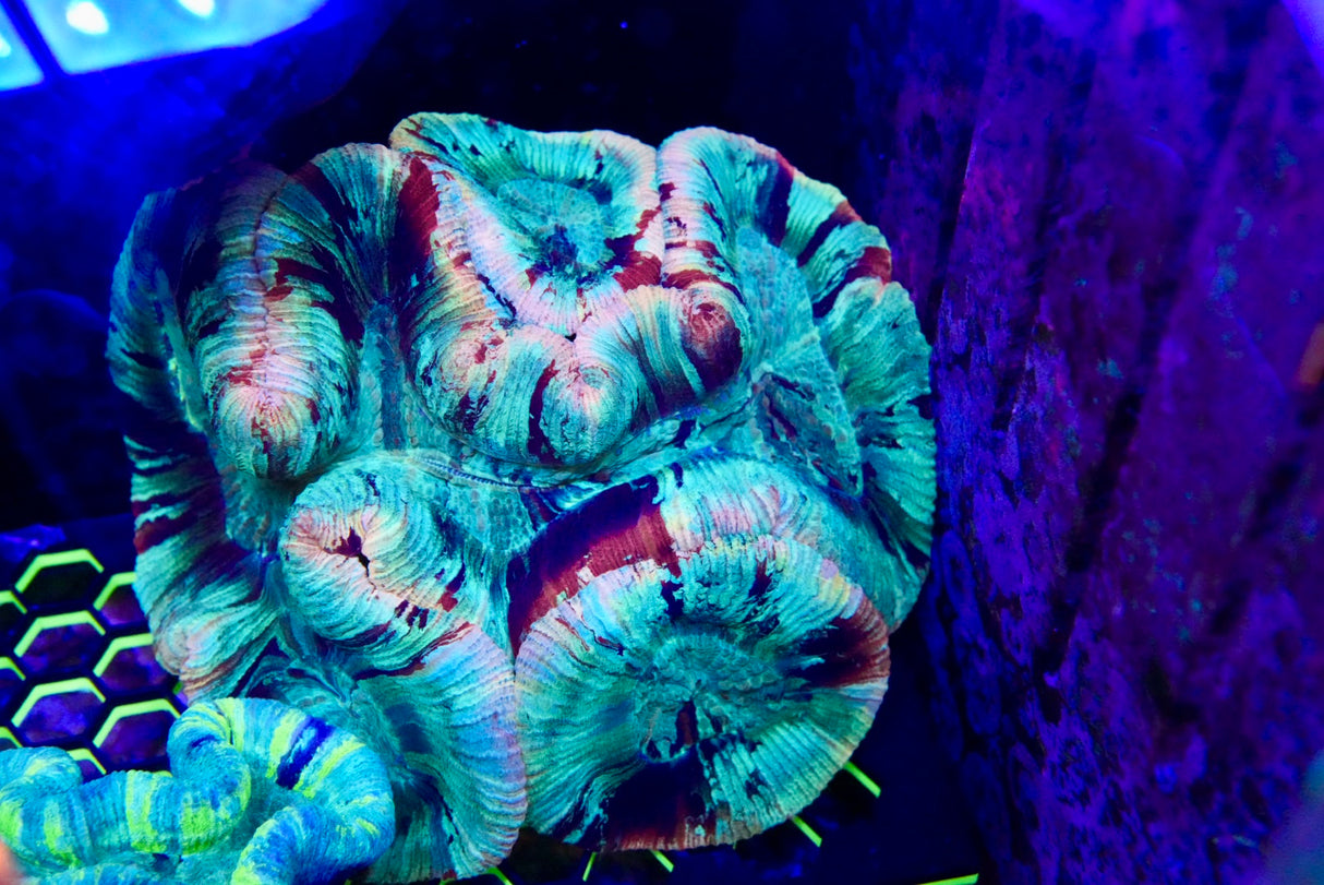 WF master Tracy wysiwyg