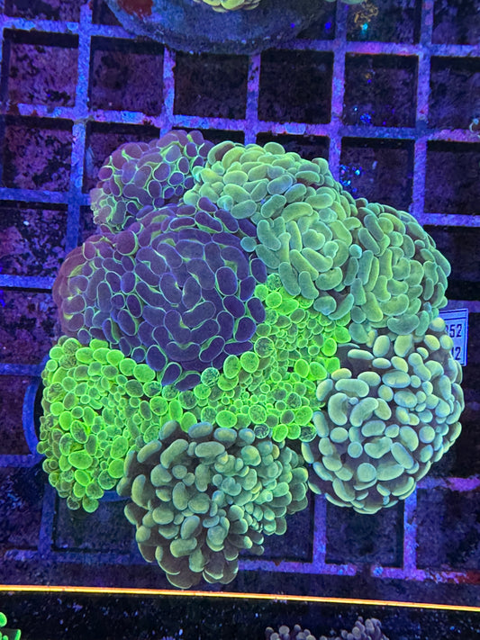 hammer garden