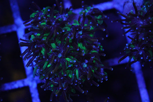 Goldstreak GALAXEA