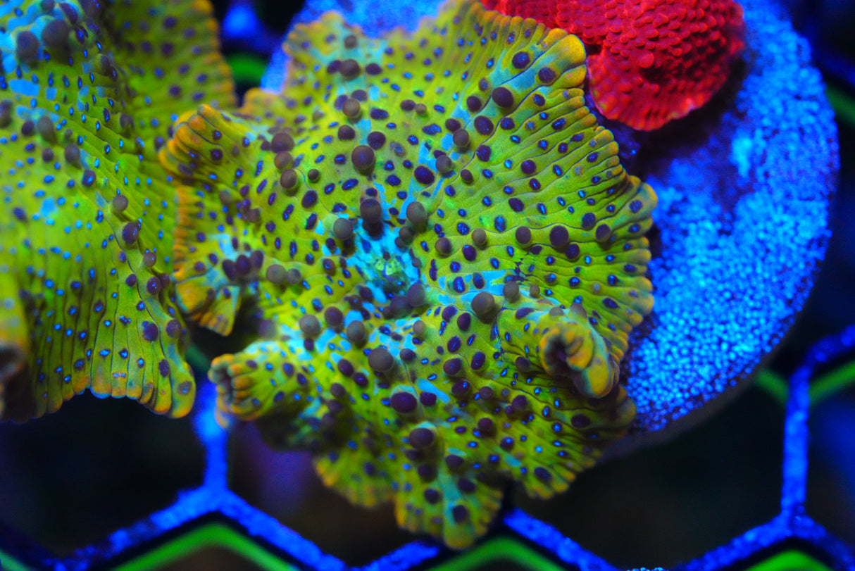 WYSIWYG Sapphire Bounce Mushroom
