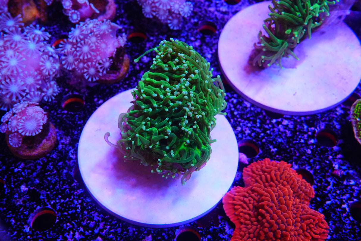 Hulk torch colony 4 heads!