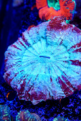 Acanthos