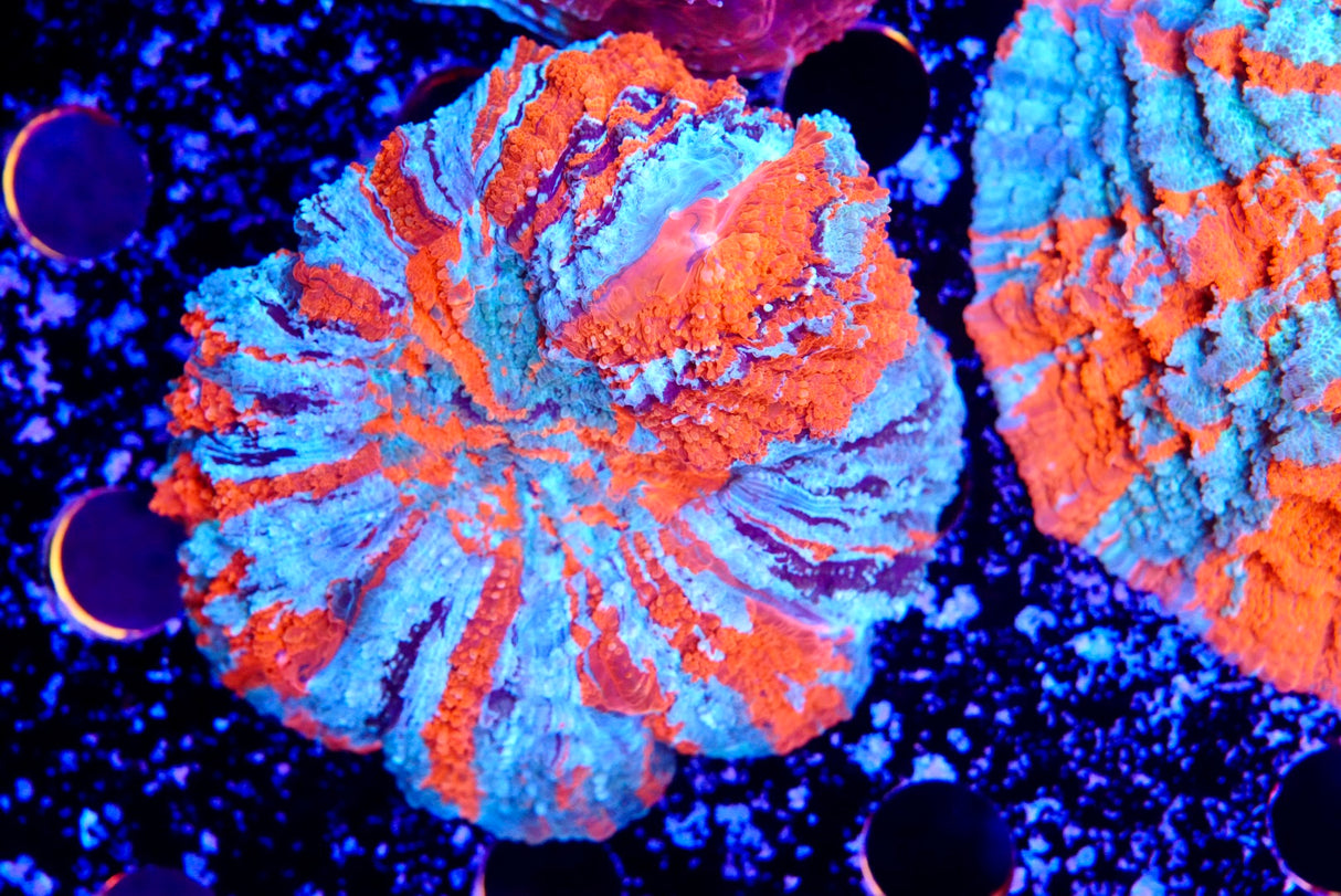Acanthos