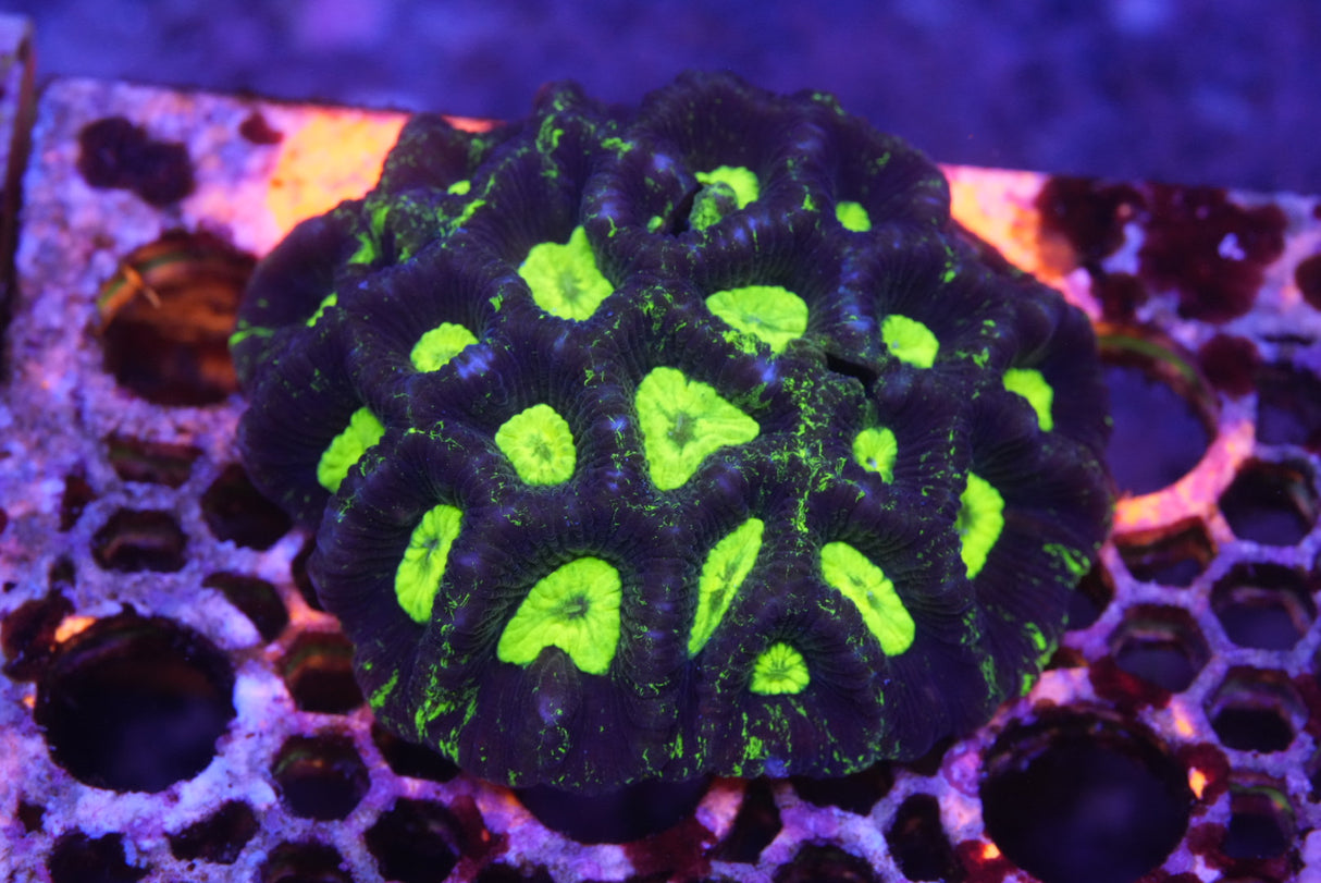 Goniastrea toxic splatter large