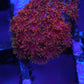 Goniopora