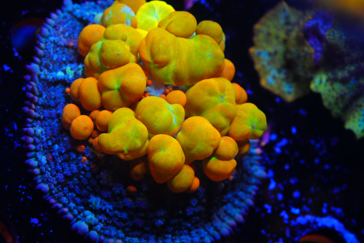 WWC OG bounce mushroom