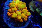 WWC OG bounce mushroom