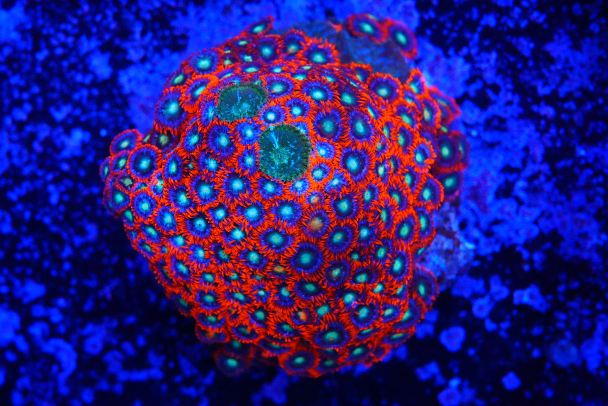 ZOA Colony