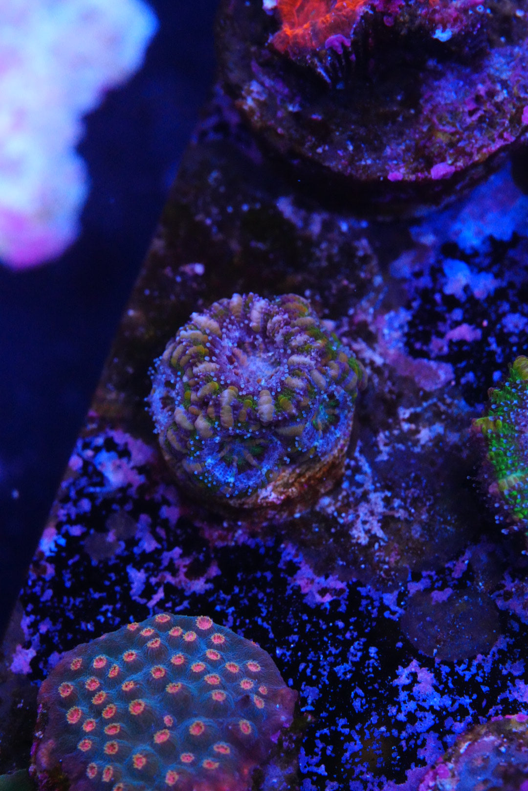 TMC cultured acan