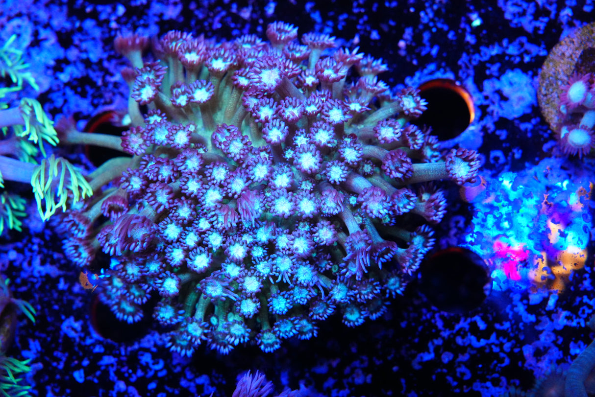 Glittler goniopora colony