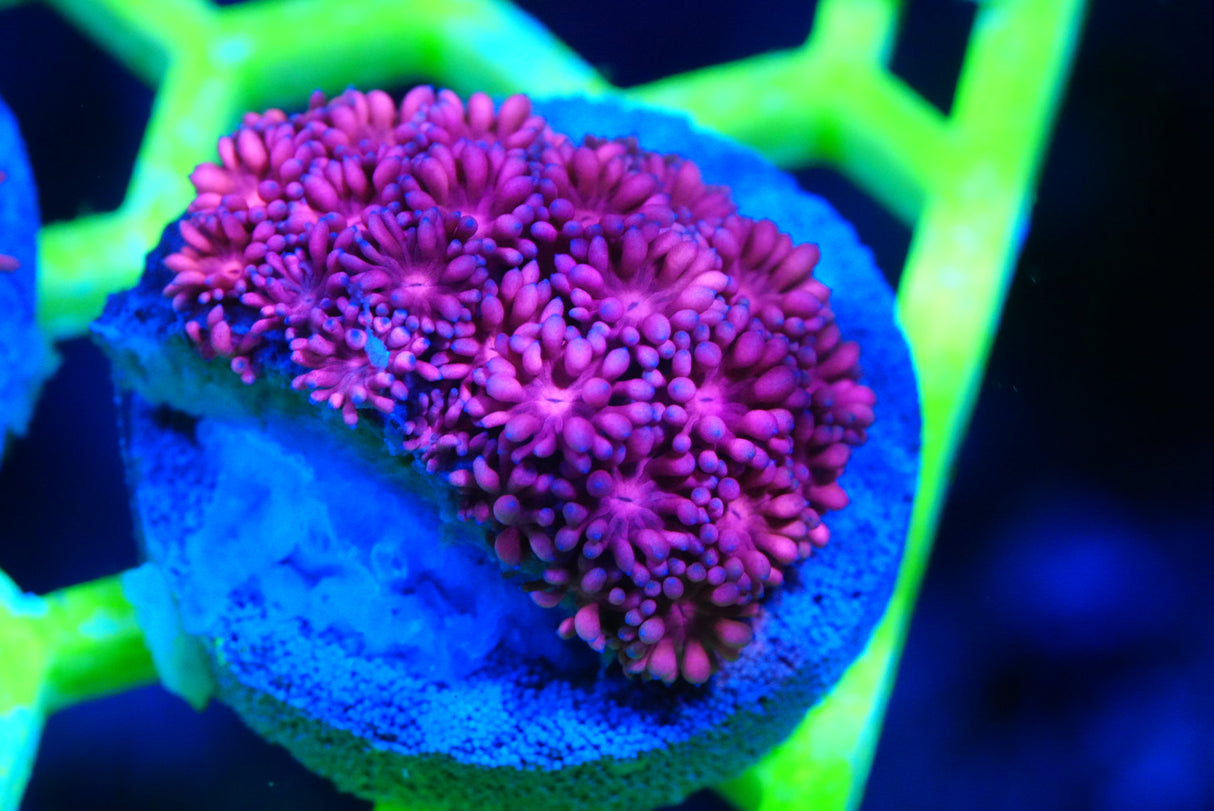 Ultra/rainbow Goniopora