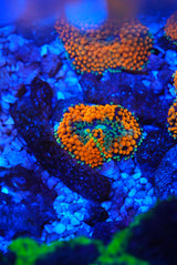 Orange Florida ricordia