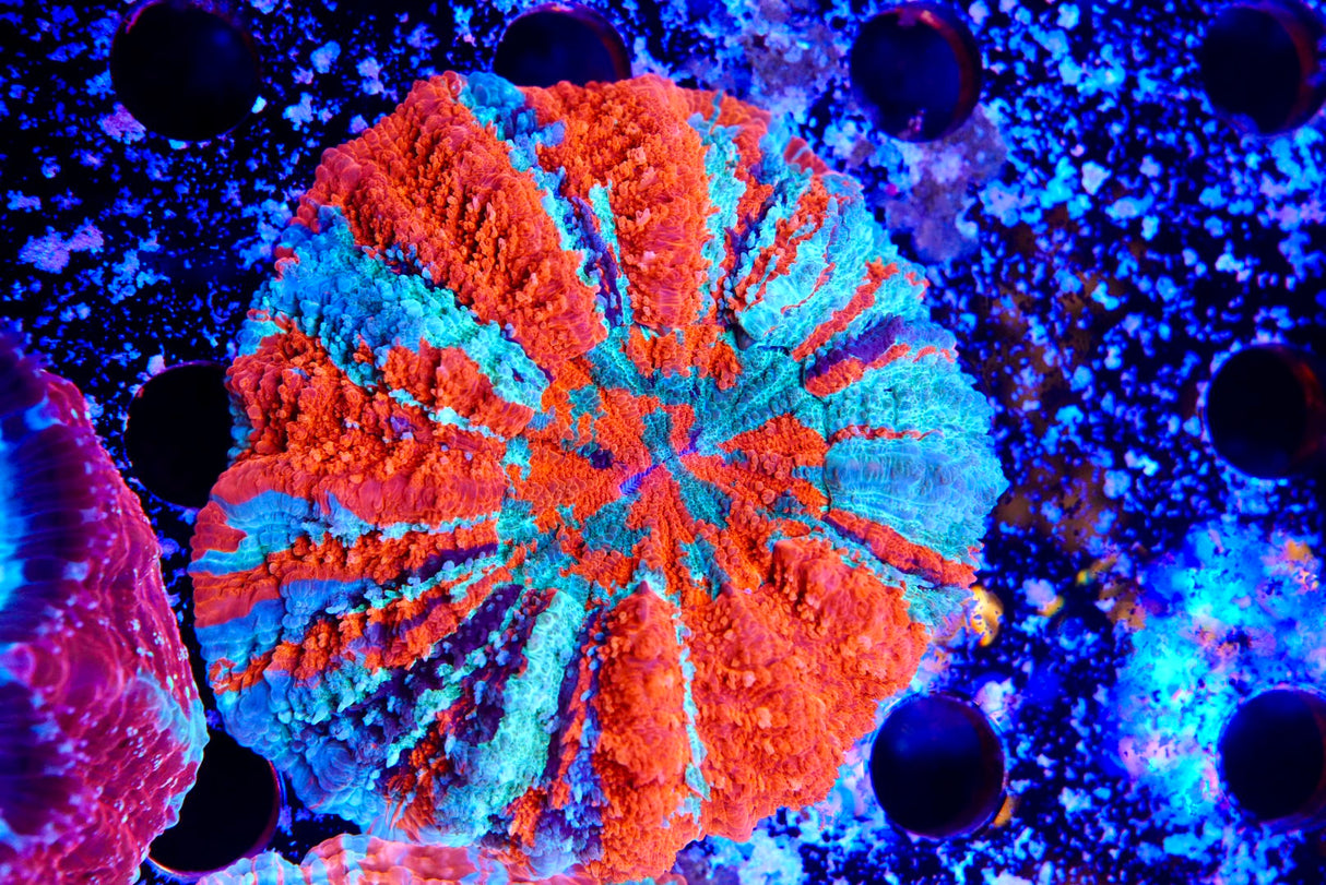 Acanthos