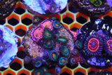 Zoa mix deal!
