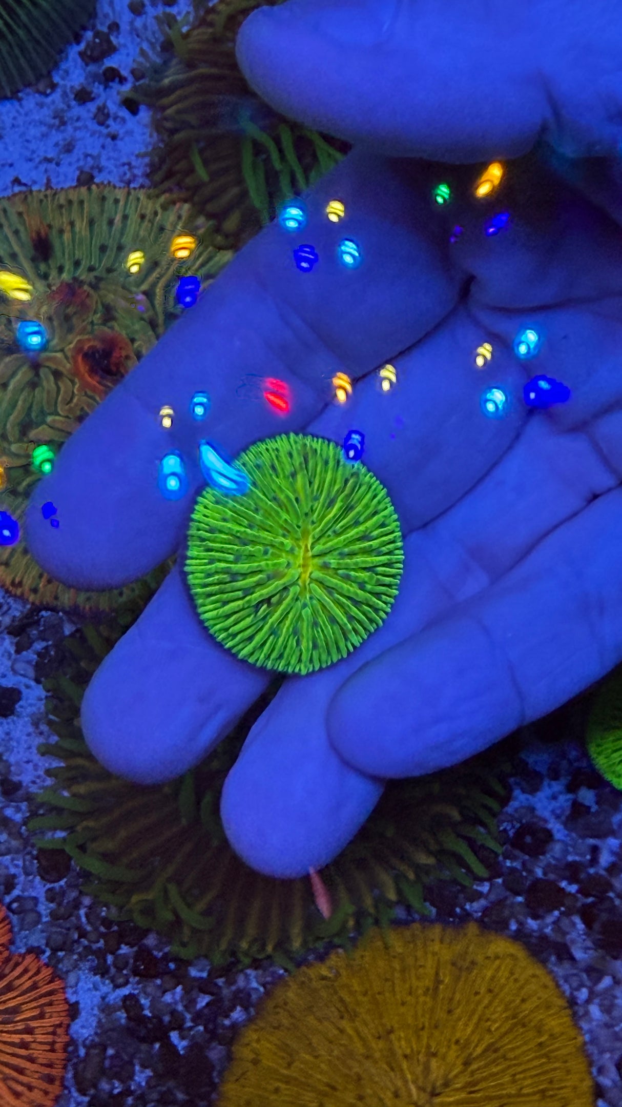 Fungia plate coral