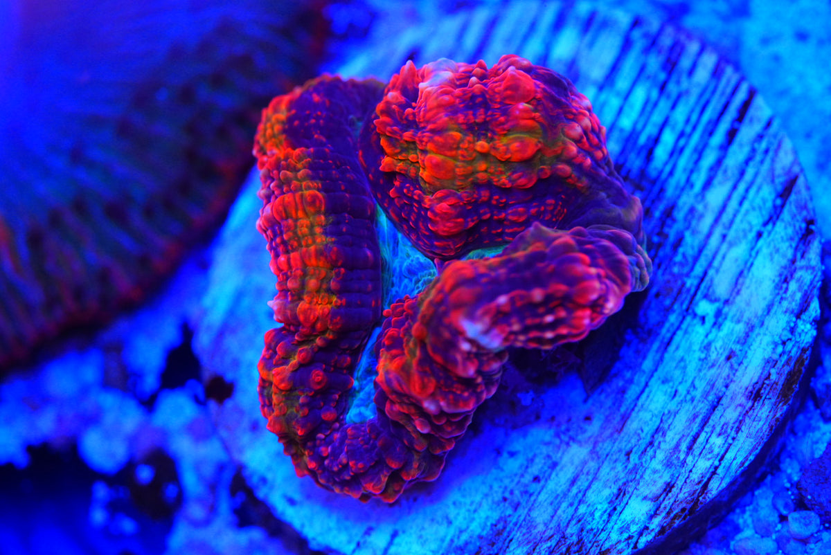 Rainbow symphyllia cultured