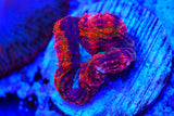 Rainbow symphyllia cultured