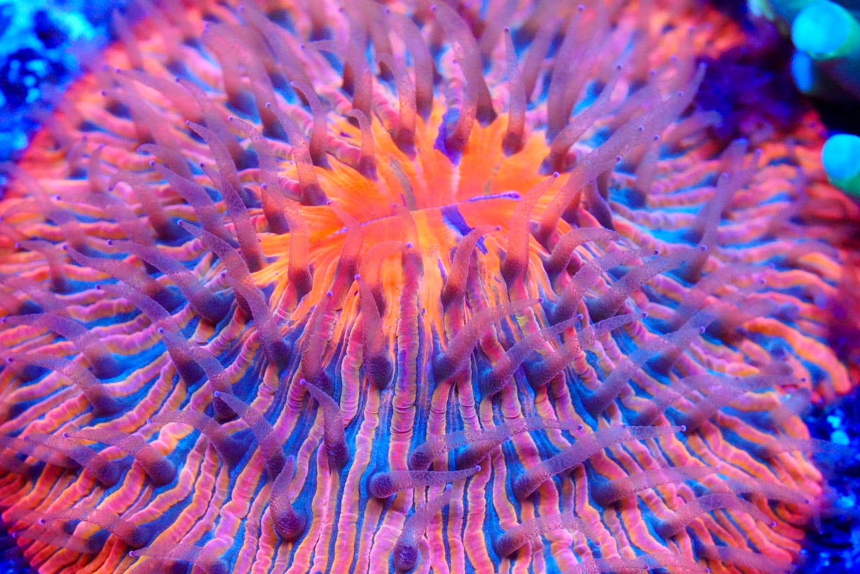 Ultra Fungia plate coral
