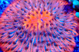 Ultra Fungia plate coral