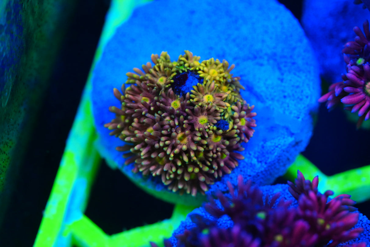Ultra/rainbow Goniopora