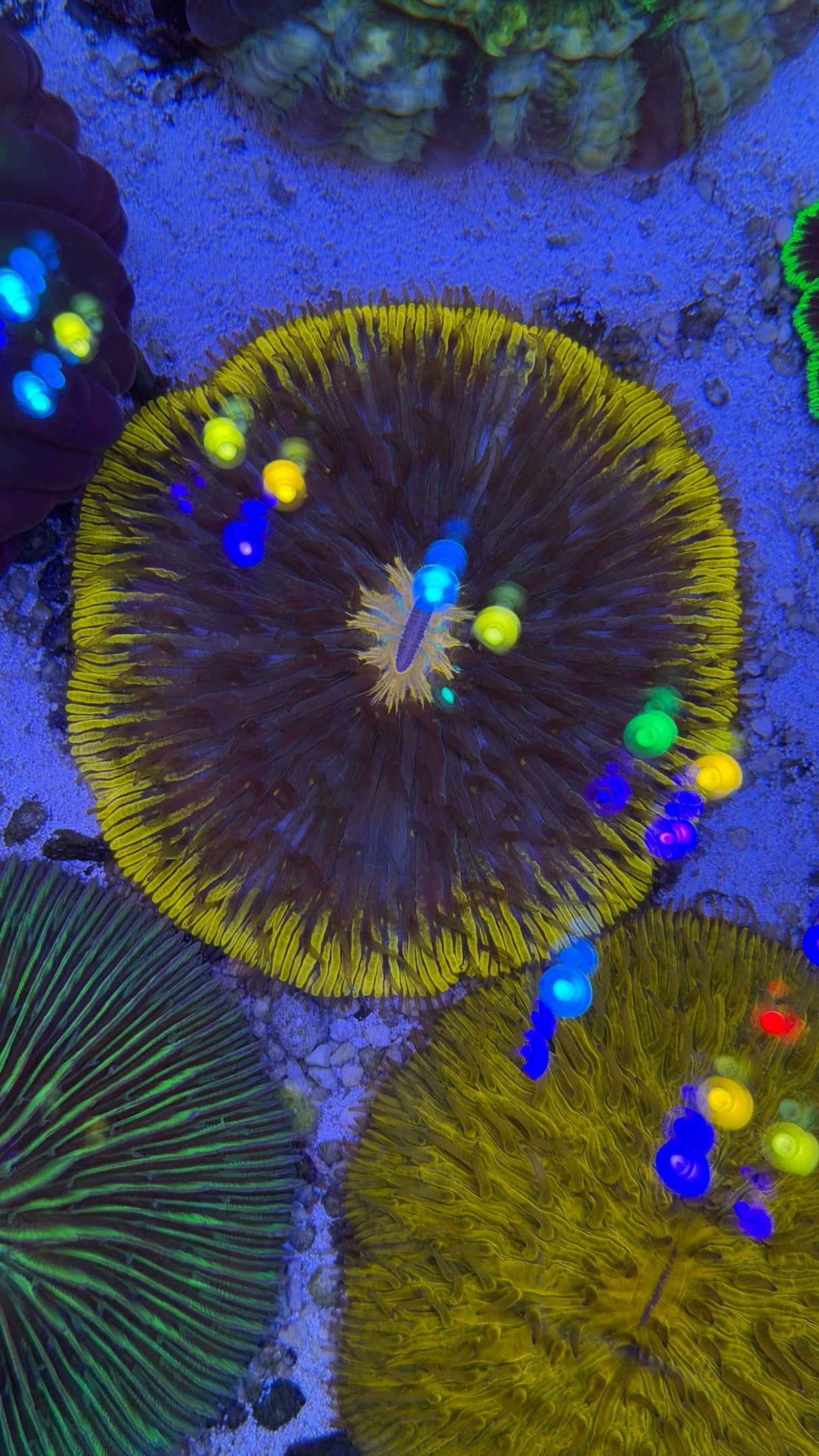 Fungia plate coral