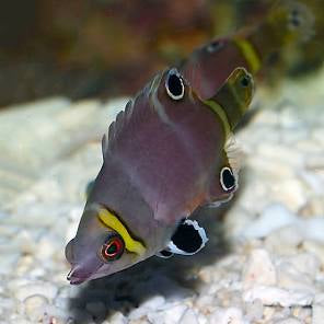 Possum wrasse