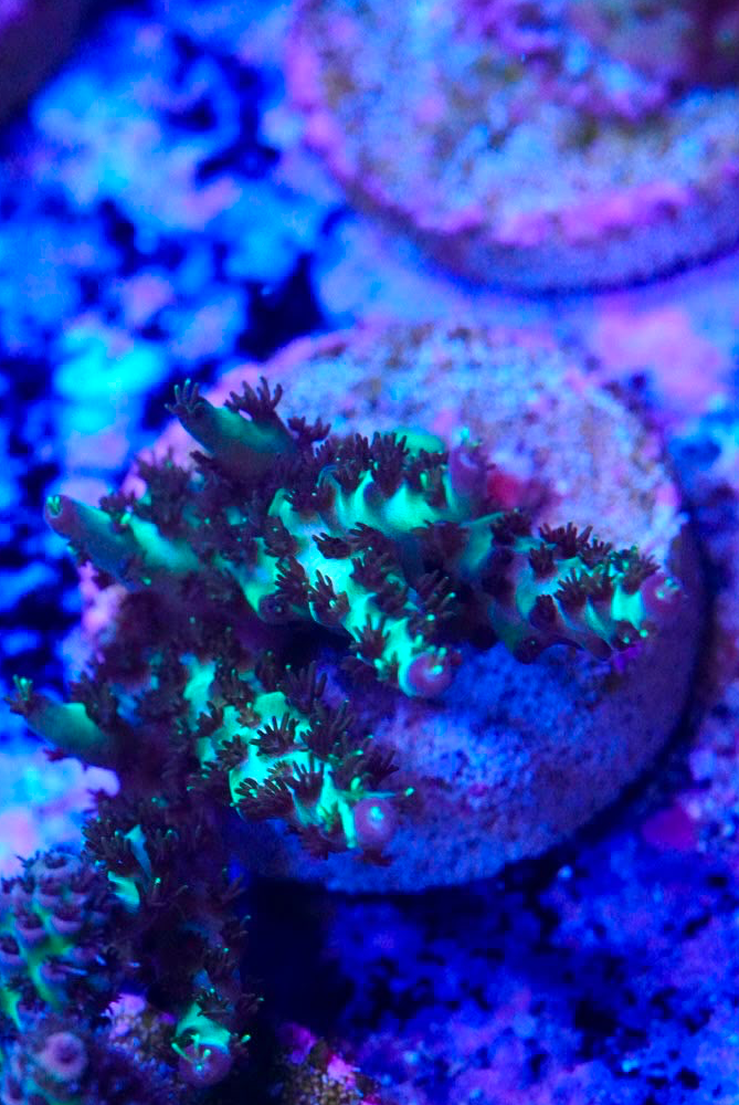 Acropora frag