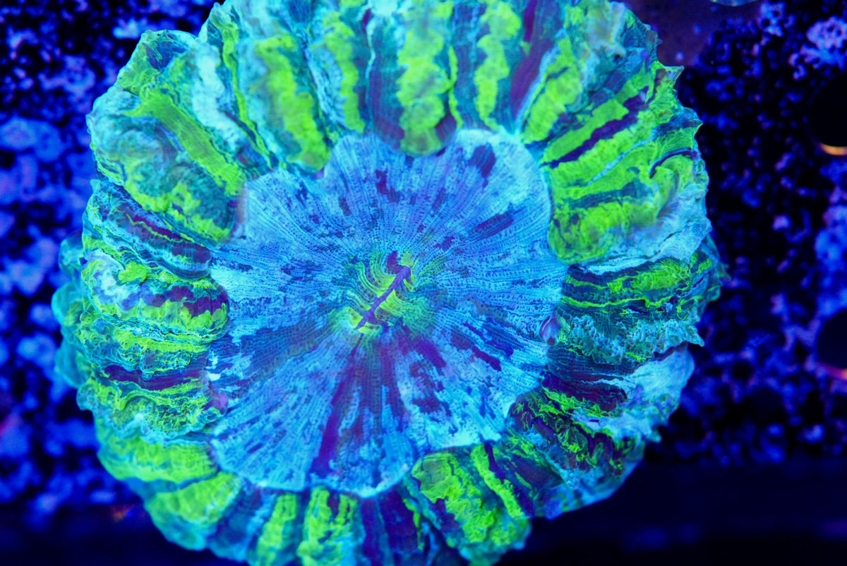 Acanthos