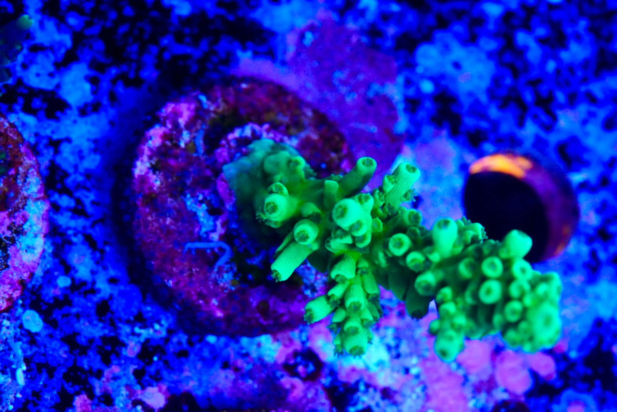 Acropora frag