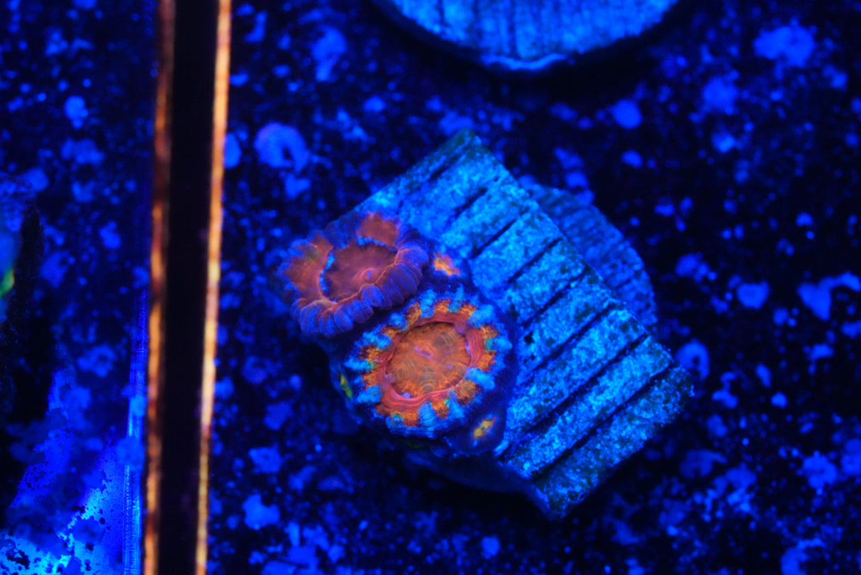 Stunning cultured ACAN