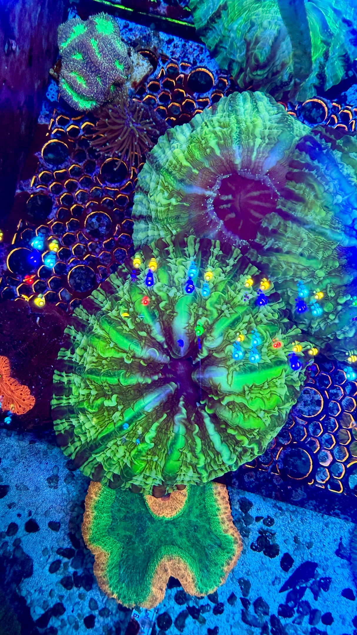 Stain glass cynarina