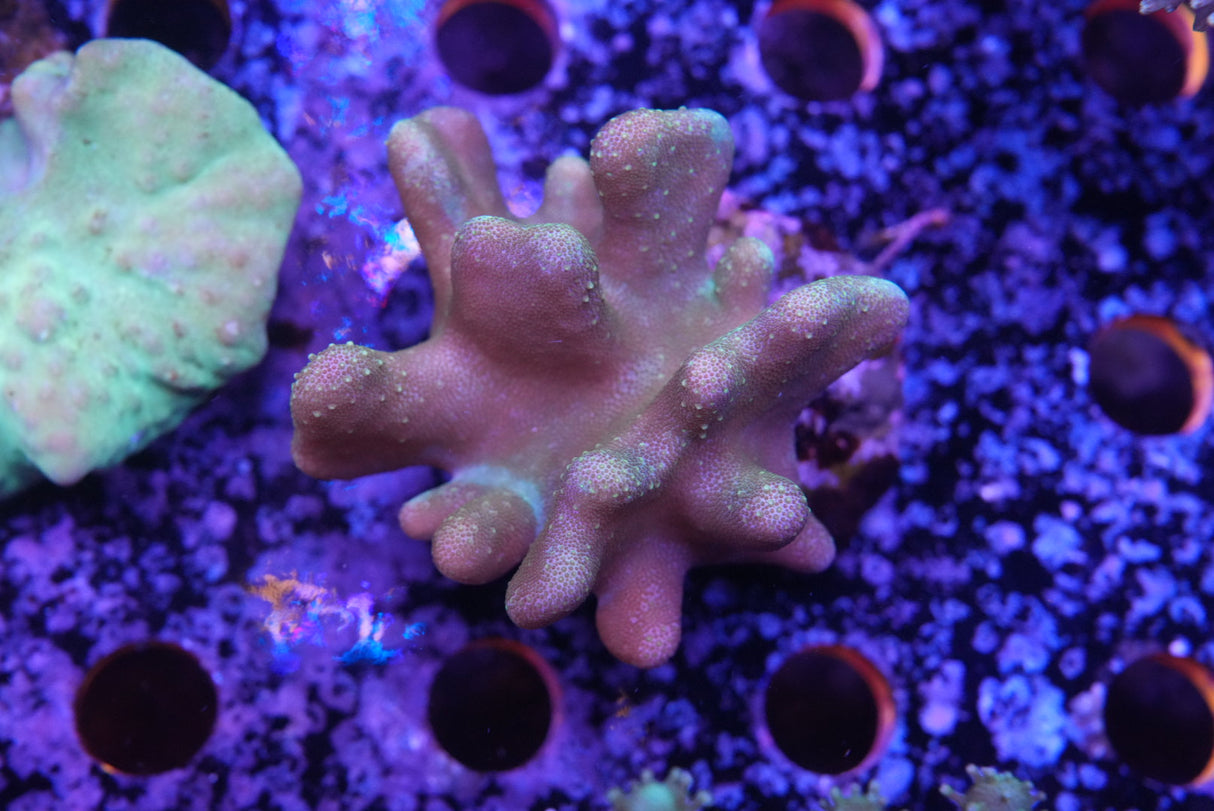 Finger Coral