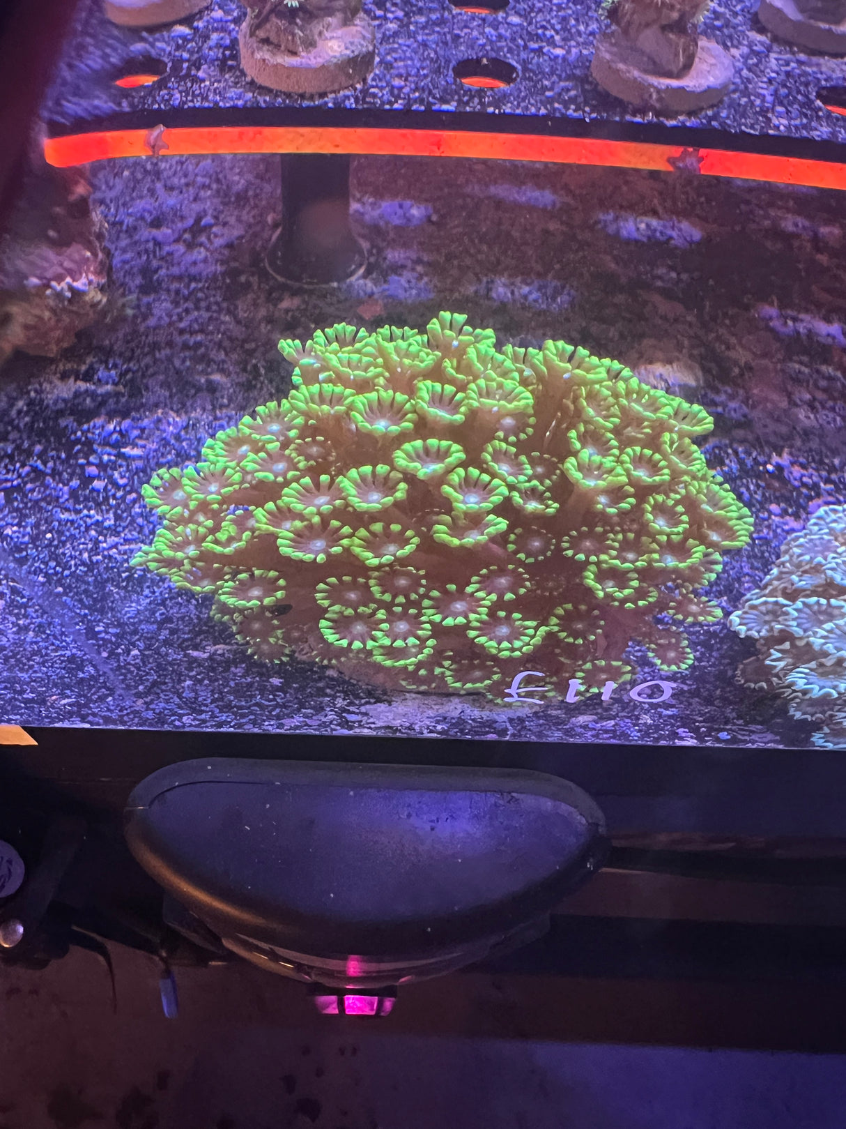 Large ultra Alveopora colonie