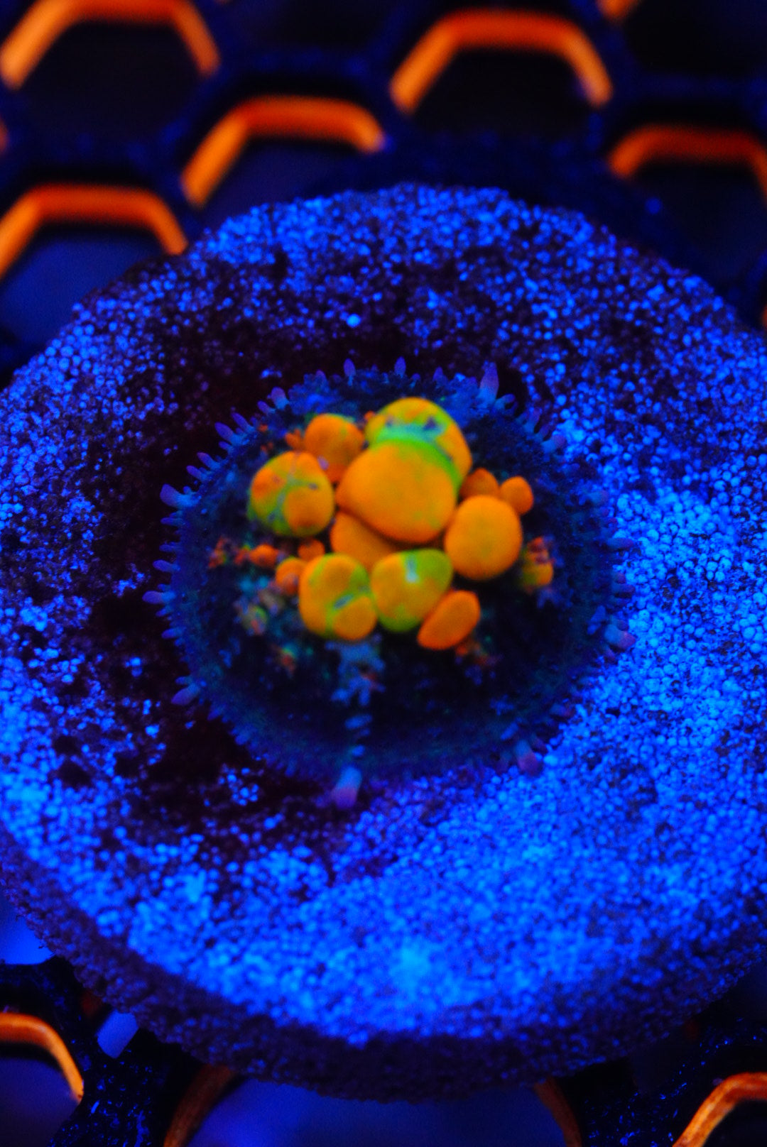 WWC OG bounce mushroom frags