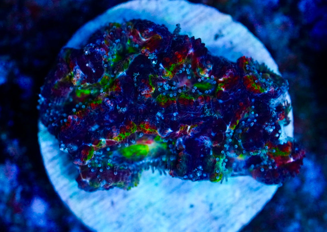 Cultured rainbow acan