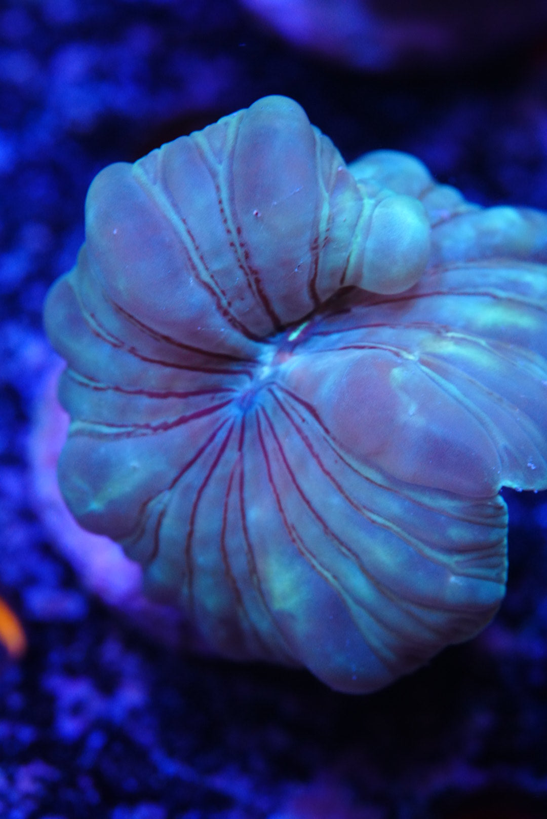 Fox coral
