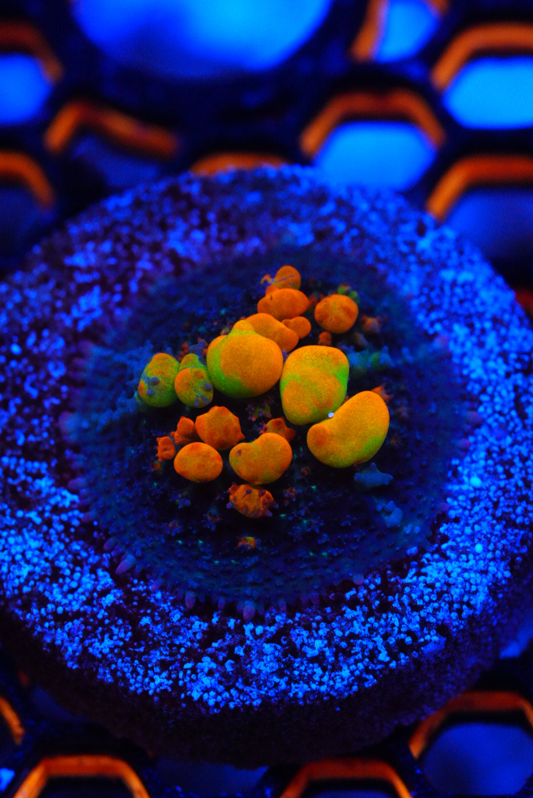 WWC OG bounce mushroom frags