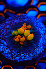 WWC OG bounce mushroom frags
