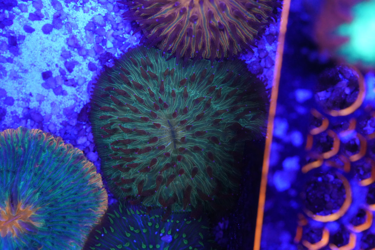 Fungia plate coral