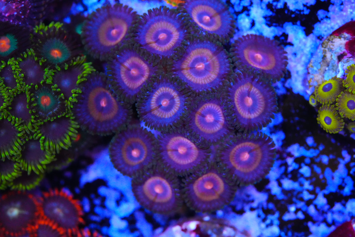 Zoa