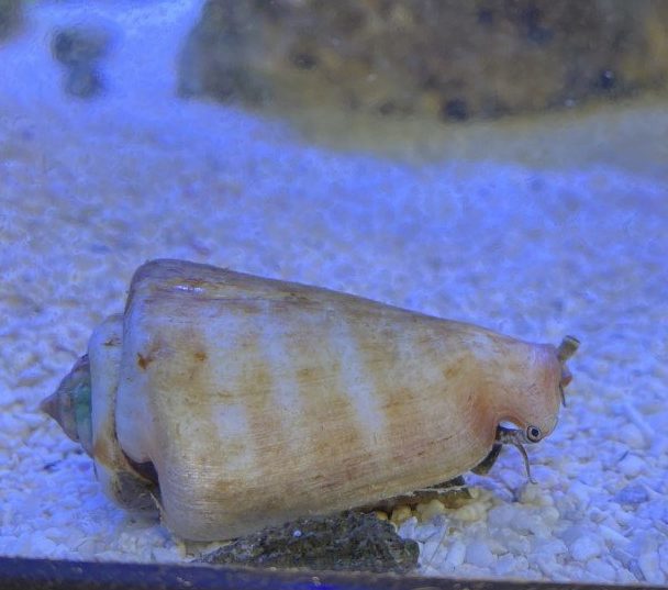 Strawberry conch