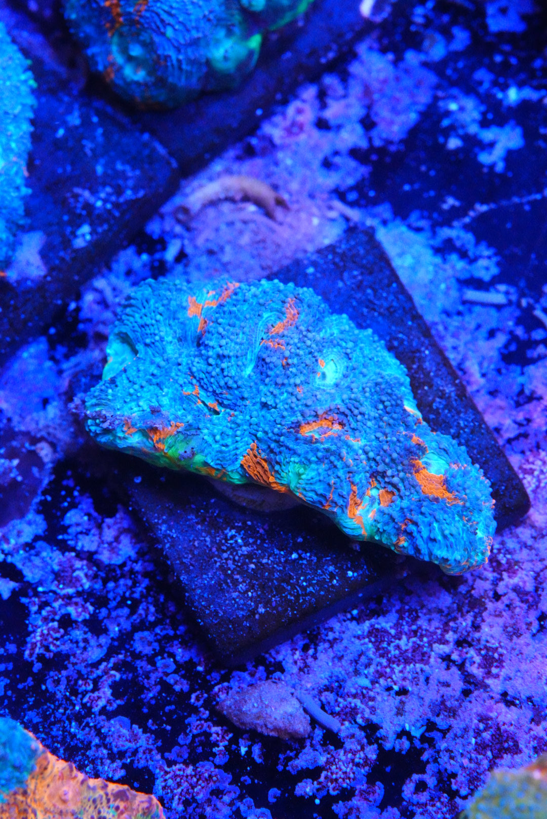 Acan echinata