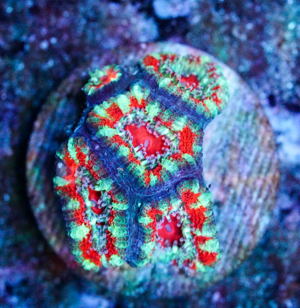 Cultured aussie acan