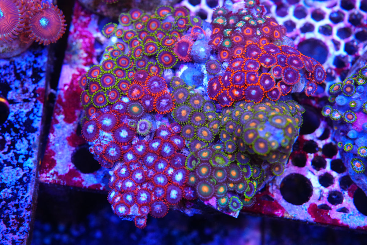 ZOA colony
