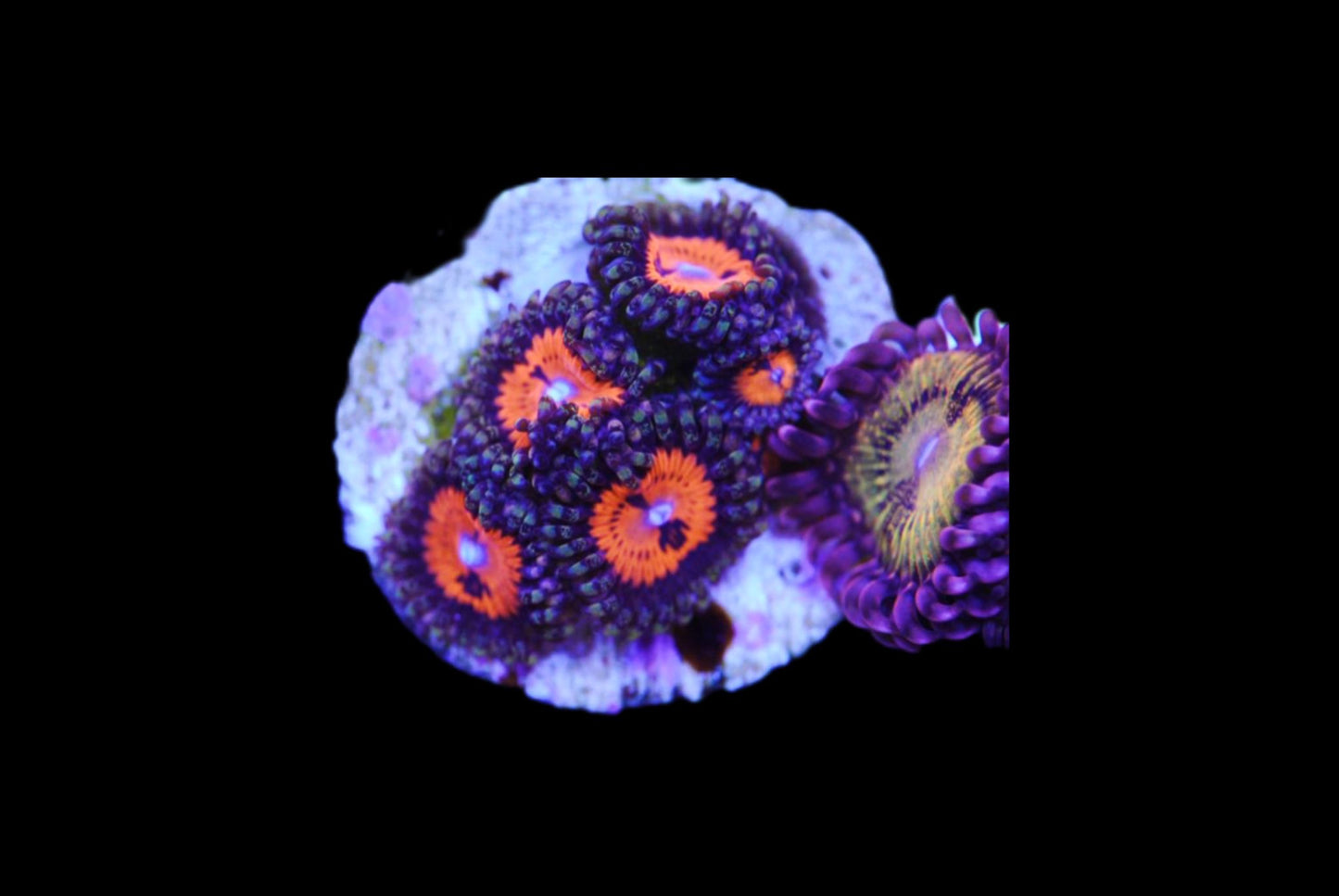 Bloodsucker zoa