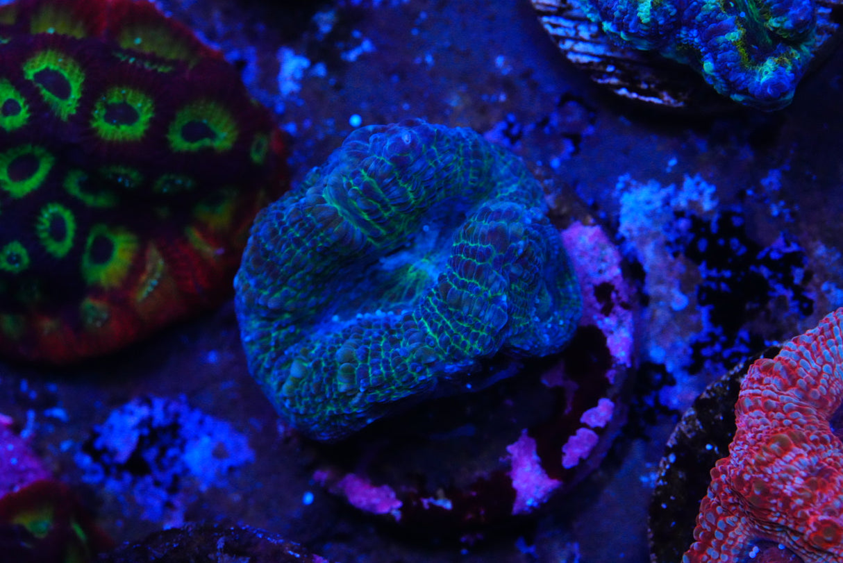acan bowerbanki