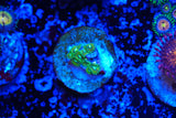 Zoa mix deal!